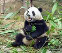 10 Days China Highlights and Panda Tour
