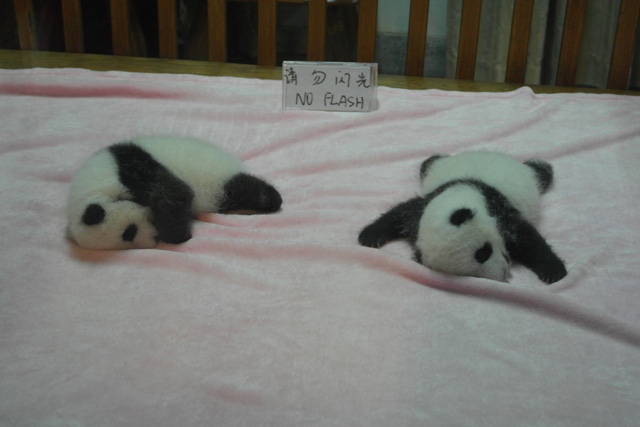 Panda Base in Chengdu